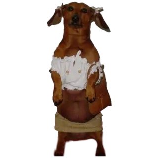 😎 dog, dachshund, dressed up, costume, pet, animal whatsapp sticker