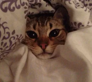 😴 cat, pet, animal, cute, blanket, bed telegram sticker