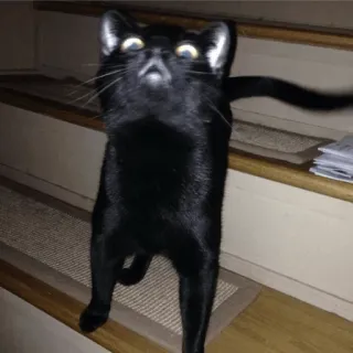 😾 gato, gato preto, animal de estimação, animal, escadas, animal doméstico whatsapp sticker