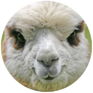 😠 llama, alpaca, animal, face, cute whatsapp sticker