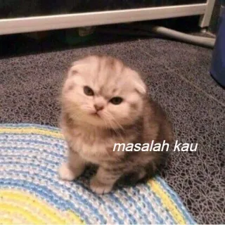 😌 masalah kau แมว, ลูกแมว, สัตว์, สัตว์เลี้ยง, มีม, ตลก telegram sticker