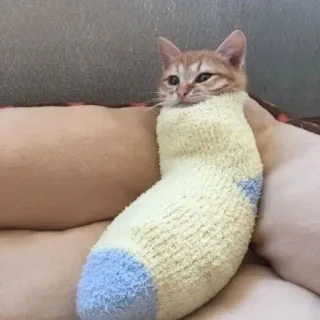🌟 cat, sock, cute, pet, animal, orange telegram sticker
