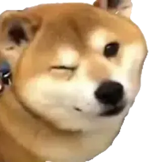 😉 dog, meme, shiba inu, wink, funny, animal, pet telegram sticker