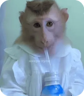 🪸 никто пупец monyet, minum, imut, binatang telegram sticker