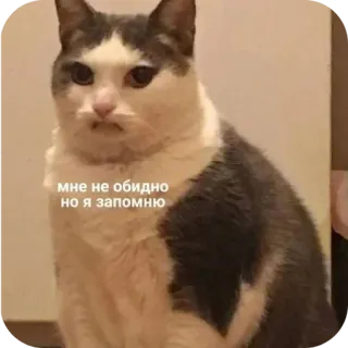 🐱 мне не обидно но я запомню chat, drôle, mème, animal, russe, phrase telegram sticker