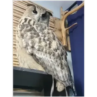 😏 owl, bird, predator, wildlife, avian, nature telegram sticker