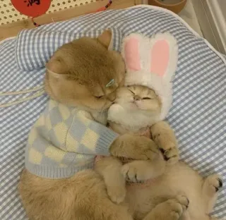 🌟 Katzen, Tiere, Freundschaft, süß, Zuneigung, Haustiere telegram sticker