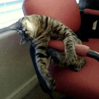 😿 cat, chair, animal, pet, striped telegram sticker