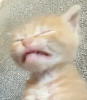 🤒 새끼 고양이, 고양이, 주황 고양이, 졸린, 귀여운, 동물 telegram sticker