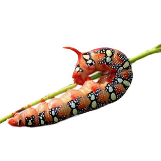 ❤️ гусеница, насекомое, животное, дикая природа, природа, личинка telegram sticker