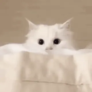🌟 cat, white cat, animal, pet, cute, meme telegram sticker