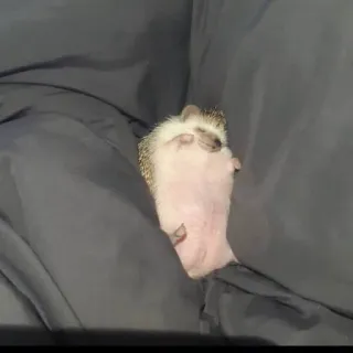 😴 Landak, Binatang, Lucu, Hewan peliharaan, Tidur, Mamalia telegram sticker