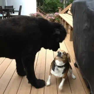 😤 honden, huisdieren, dieren, vriendelijk, beagle telegram sticker