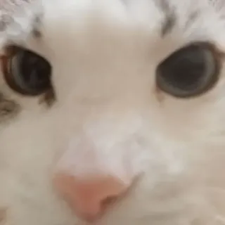 🎀 cat, animal, pet, cute, eyes whatsapp sticker