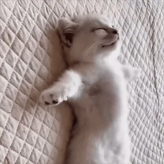 🤣 kitten, cat, sleeping, white cat, cute, animal whatsapp sticker