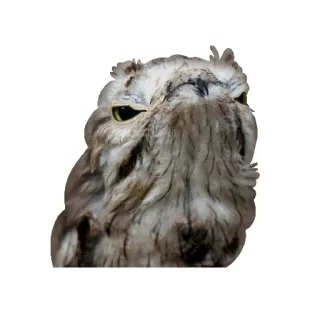 😠 cú mèo, chim, động vật, động vật hoang dã, thiên nhiên, ban đêm, sinh vật telegram sticker