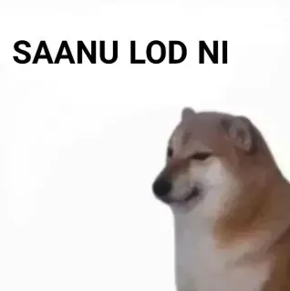✨ SAANU LOD NI dog, meme, saanu lod ni telegram sticker