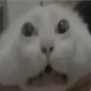 🫥 cat, surprised, shocked, animal, meme, funny whatsapp sticker