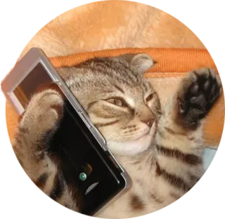📱 cat, animal, phone, funny, cute, kitten telegram sticker