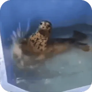 😁 foca, animal, água, aquático, mamífero marinho whatsapp sticker