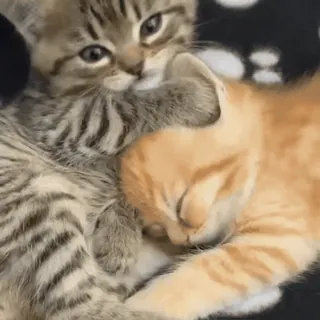 🥰 cats, kittens, cute, animals, pets, domestic animals whatsapp sticker