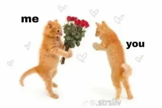 💋 me you 고양이, 사랑, 꽃, 로맨스, 우정, 관계, 발렌타인 telegram sticker