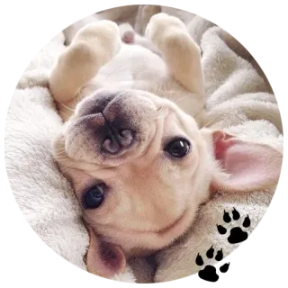 👀 Hund, Welpe, süß, Tier, Haustier, französische Bulldogge whatsapp sticker