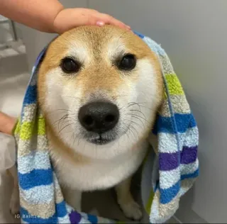 ❤️ IG: Baltze.0 dog, shiba inu, towel, pet, animal, cute telegram sticker