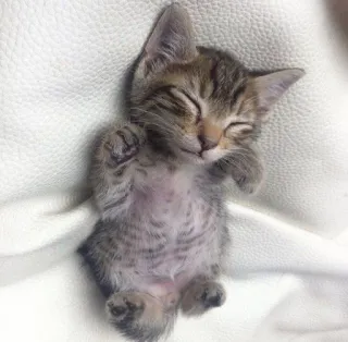 😍 anak kucing, kucing, tidur, binatang, lucu, hewan peliharaan telegram sticker