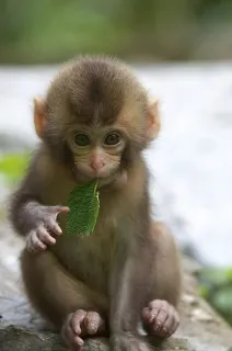 🐒 singe, animal, feuille, mignon, faune telegram sticker