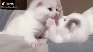 ❤ TikTok @jaysontaylor2em anak kucing, lucu, binatang, hewan peliharaan, putih, kucing, bermain telegram sticker