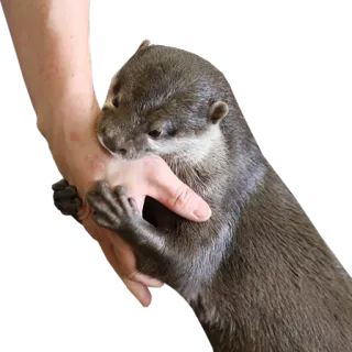 👄 wydra, zwierzę, uroczy, gryzie, ręka telegram sticker