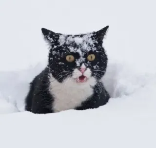 😮 cat, snow, black and white cat, winter, animal telegram sticker