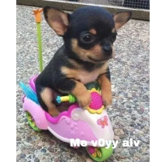 🚗 Me voyy alv hond, puppy, chihuahua, voertuig, rit, schattig telegram sticker