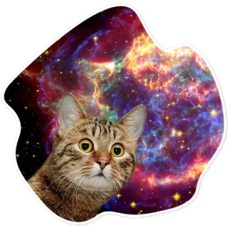 SpaceCats @StikeryTG telegram stickers