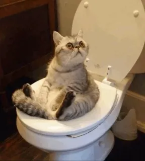 🐱 kucing, toilet, hewan, lucu, meme, kamar mandi telegram sticker