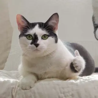 👍 gato, animal, polegar para cima, animal de estimação, animal doméstico, mamífero whatsapp sticker