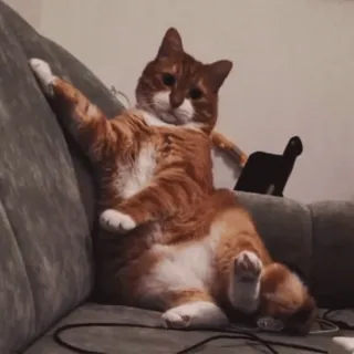 😮 cat, orange tabby, pet, animal, domestic cat, couch, relaxed whatsapp sticker