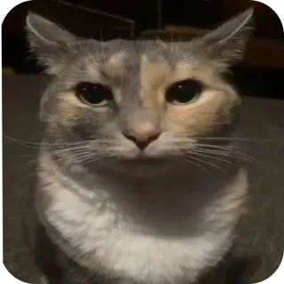 🗿 gatto, animale, animale domestico, animale domestico, mammifero telegram sticker