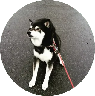 shiba inu telegram stickers