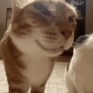 🙂 кот, домашнее животное, животное, домашний кот, рыжий кот, крупный план telegram sticker