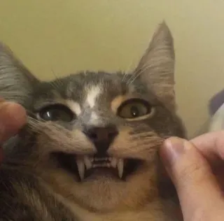 🙂 cat, fangs, animal, pet, funny, cute, kitten whatsapp sticker