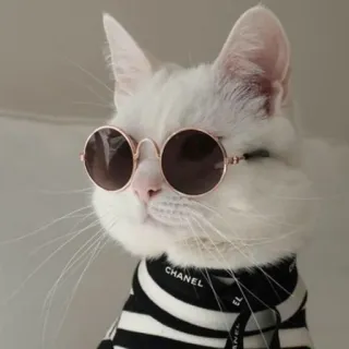 😎 CHANEL gatto, occhiali da sole, animale, moda, chanel, gatto bianco, animale domestico telegram sticker