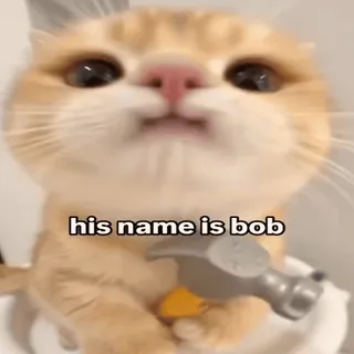 🔨 Bob the Cat his name is bob whatsapp sticker