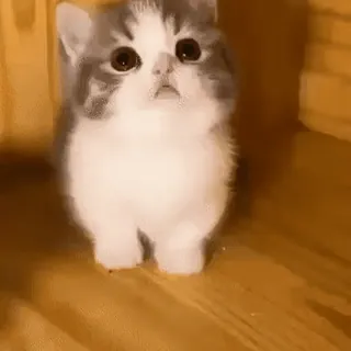 😲 кот, котенок, милый, животное, питомец, каваии telegram sticker
