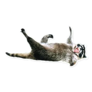 🤣 Waschbär, Tier, niedlich, lustig, liegend, Wildtier telegram sticker