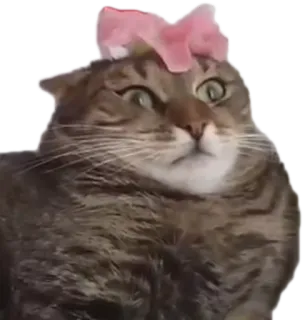 🐱 cat, animal, cute, pet, kitten, feline telegram sticker