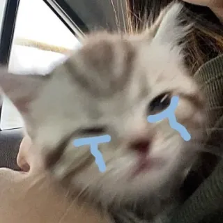 😭 Katze, traurig, Kätzchen, weinend, Meme whatsapp sticker