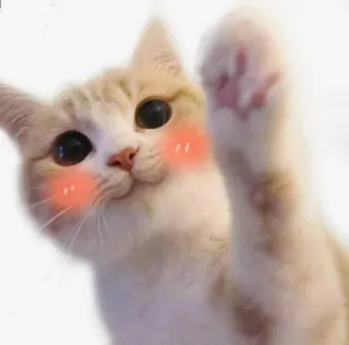 ☺️ cat, cute, animal, pet, kitten, kitty telegram sticker