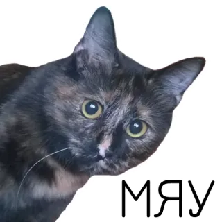 😺 МЯУ kot, miau, rosyjski, zwierzę, zwierzę domowe, zwierzę domowe telegram sticker